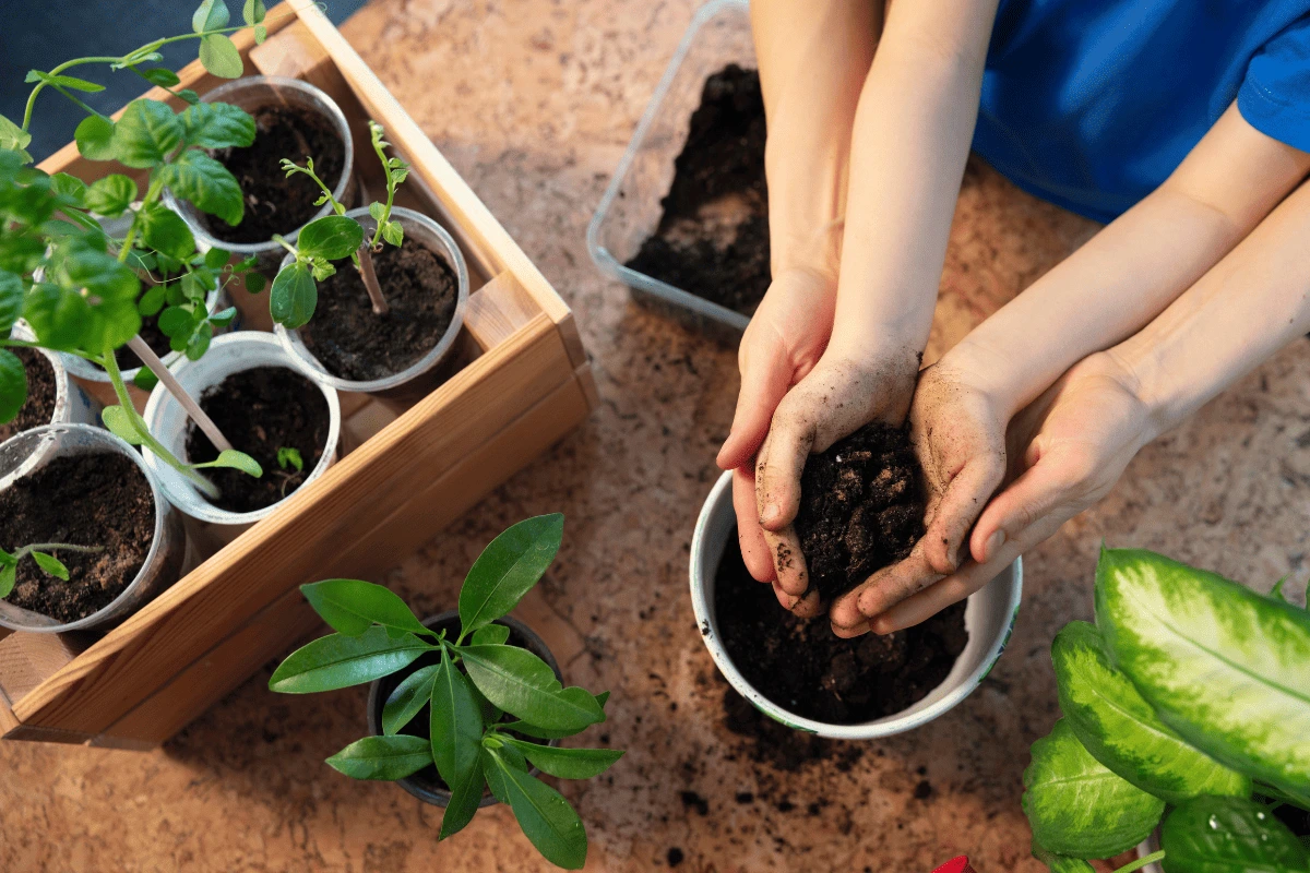10 dicas essenciais para cuidar de plantas sem luz natural