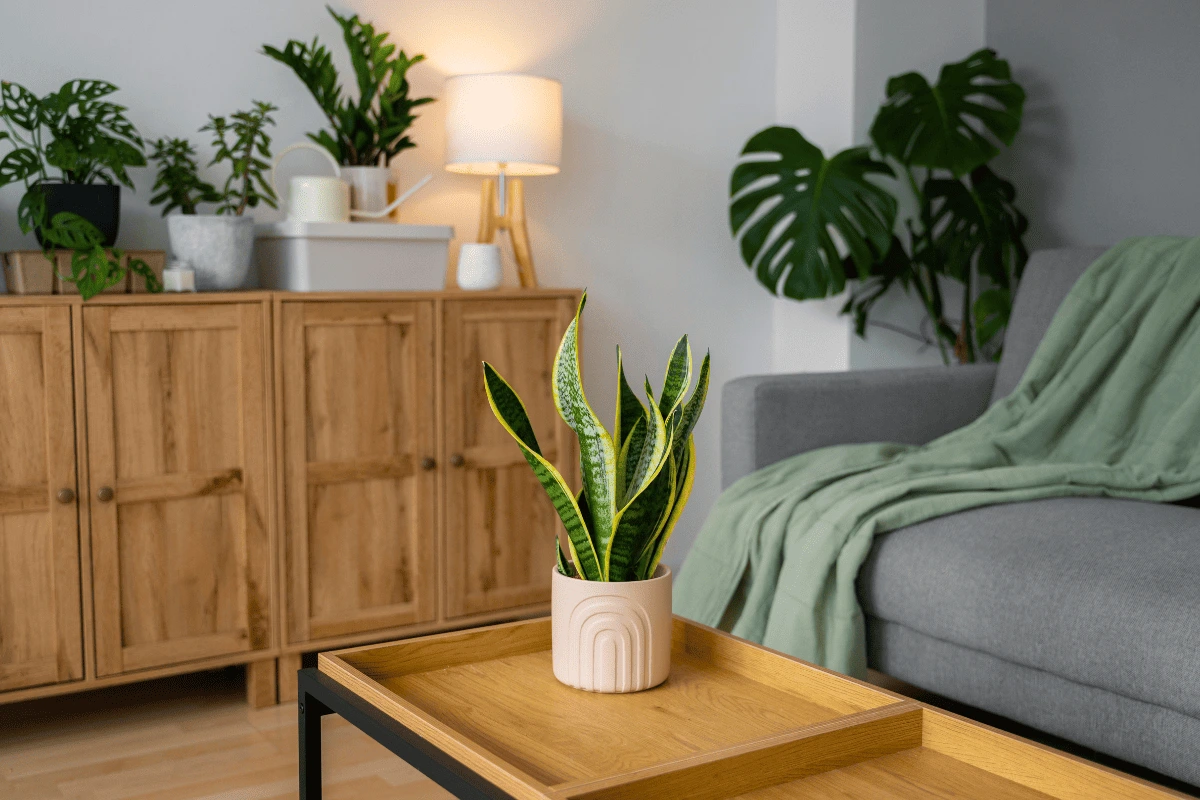 8 Maneiras simples de decorar com plantas sem ocupar espaço