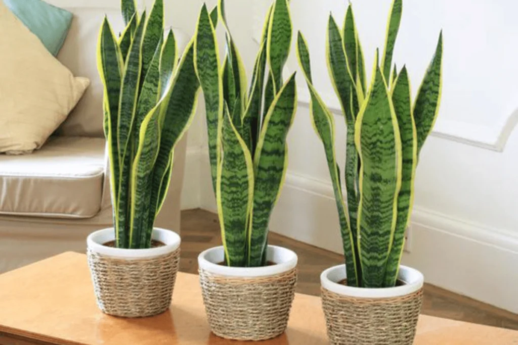 melhores plantas para lugares sem janelas