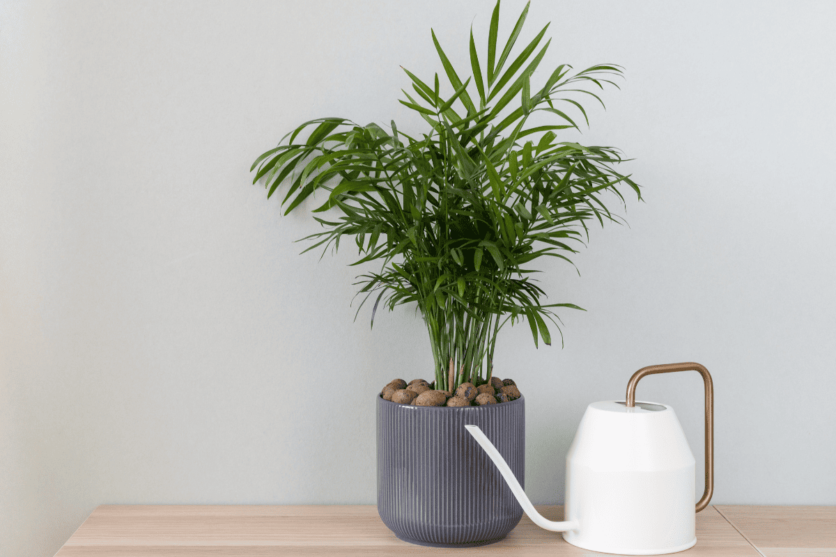 plantas para banheiro sem janela