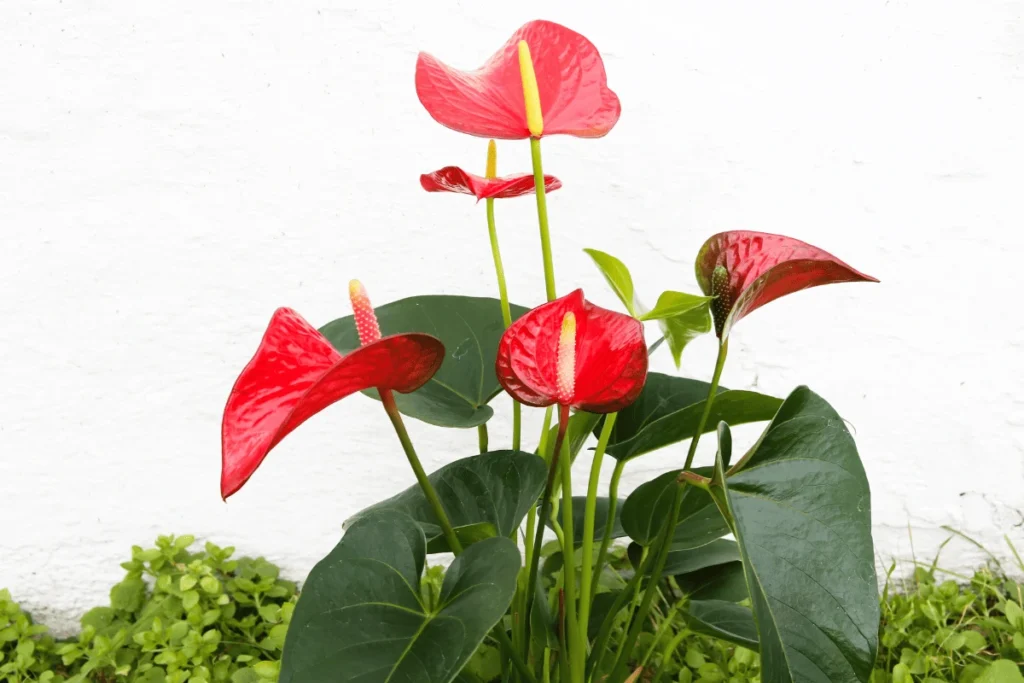 plantas para escritório sem luz natural