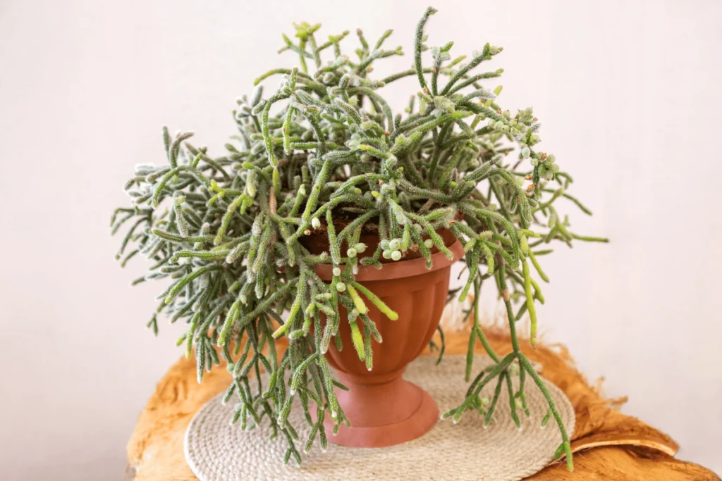 plantas para escritório sem luz natural