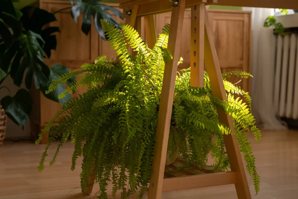 melhores plantas para luz artificial
