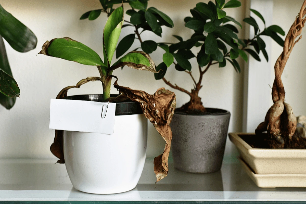 5 sinais de que sua planta de ambiente interno está doente (e o que fazer)
