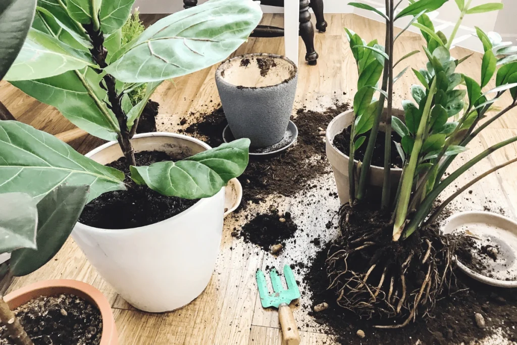 plantas em ambientes sem luz natural