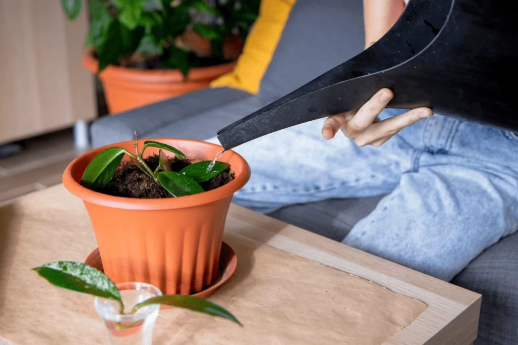 plantas não crescem em ambientes sem luz natural