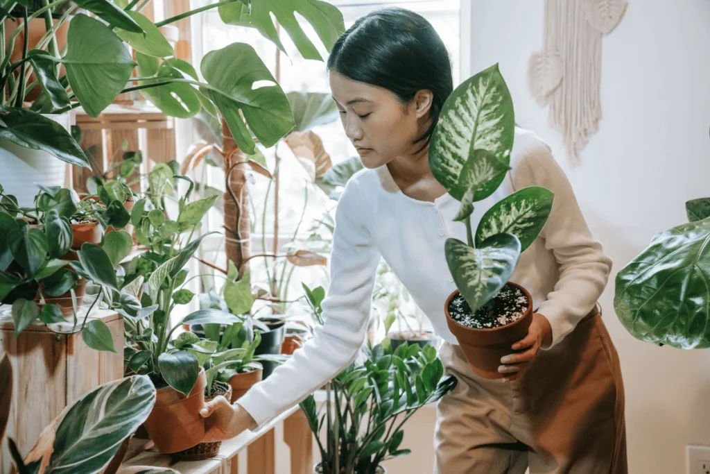 plantas saudáveis sem luz natural