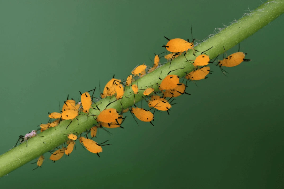  6 pragas comuns em plantas de ambientes internos e como combatê-las