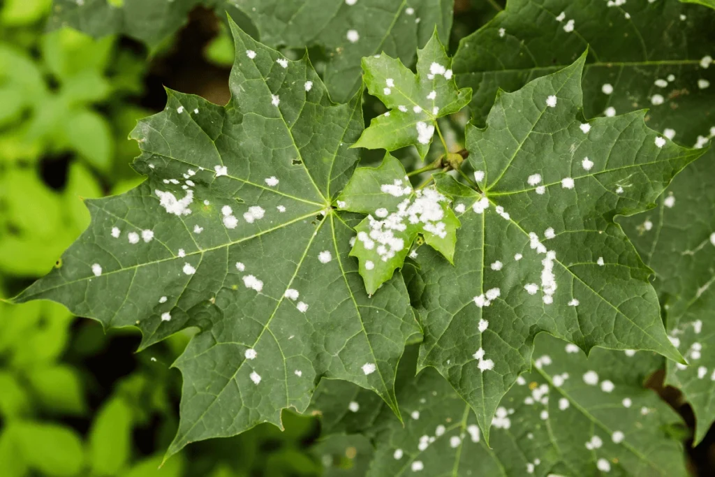 pragas comuns em plantas de ambientes internos