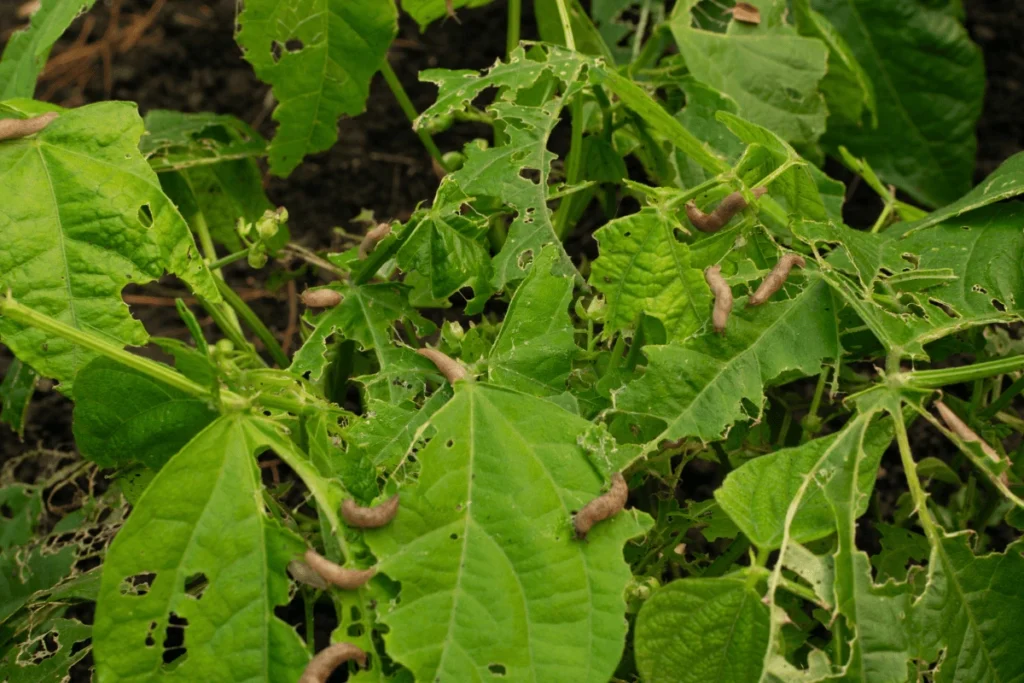 pragas comuns em plantas de ambientes internos