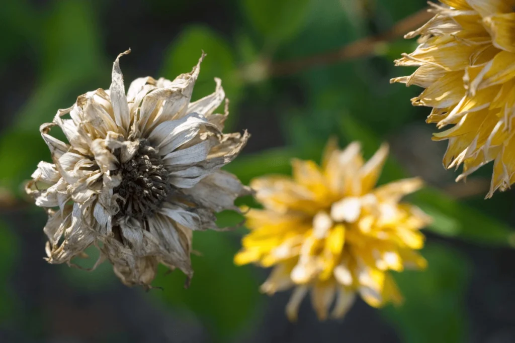 problemas comuns de plantas sem luz natural