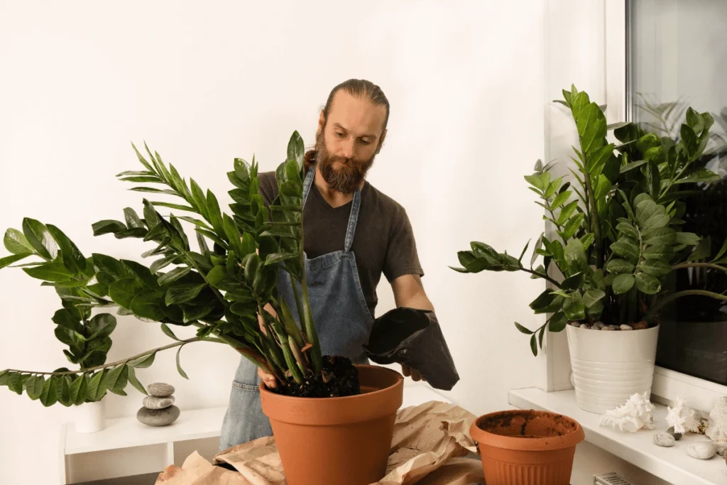 problemas no cultivo de plantas sem luz natural