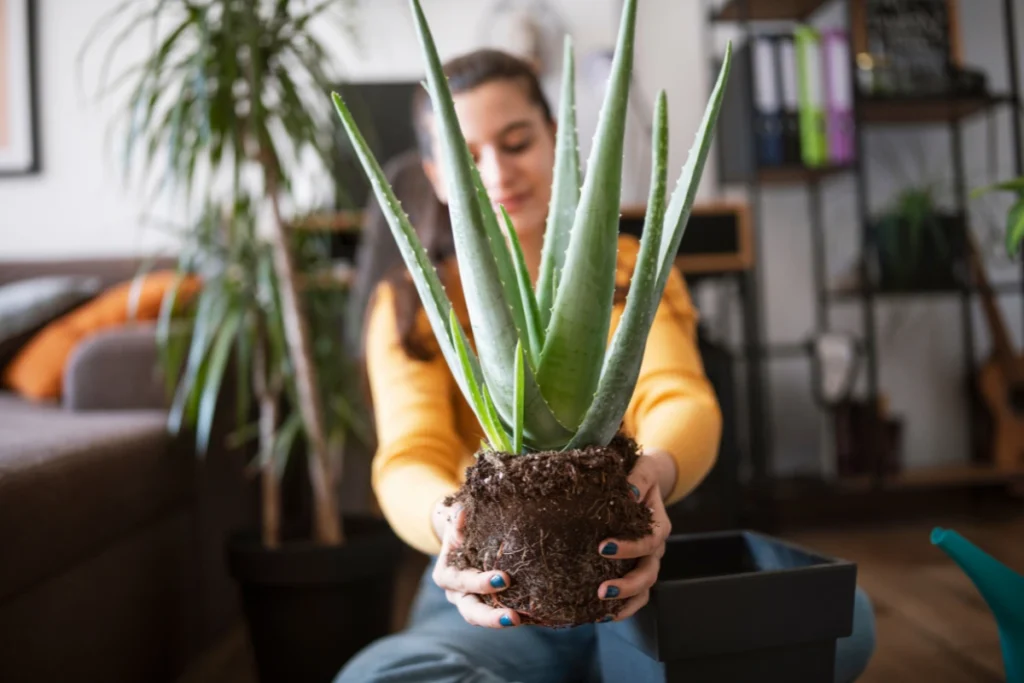 problemas no cultivo de plantas sem luz natural