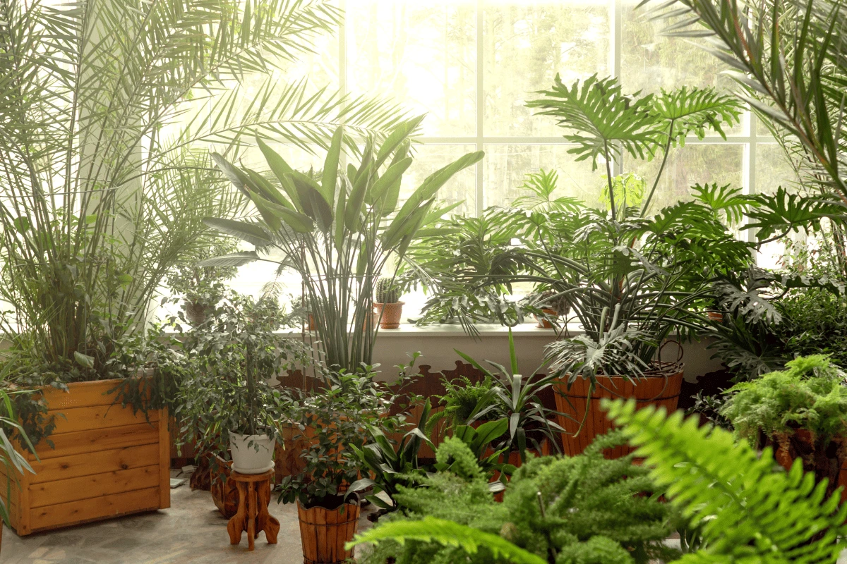 8 soluções rápidas para salvar plantas de ambientes internos