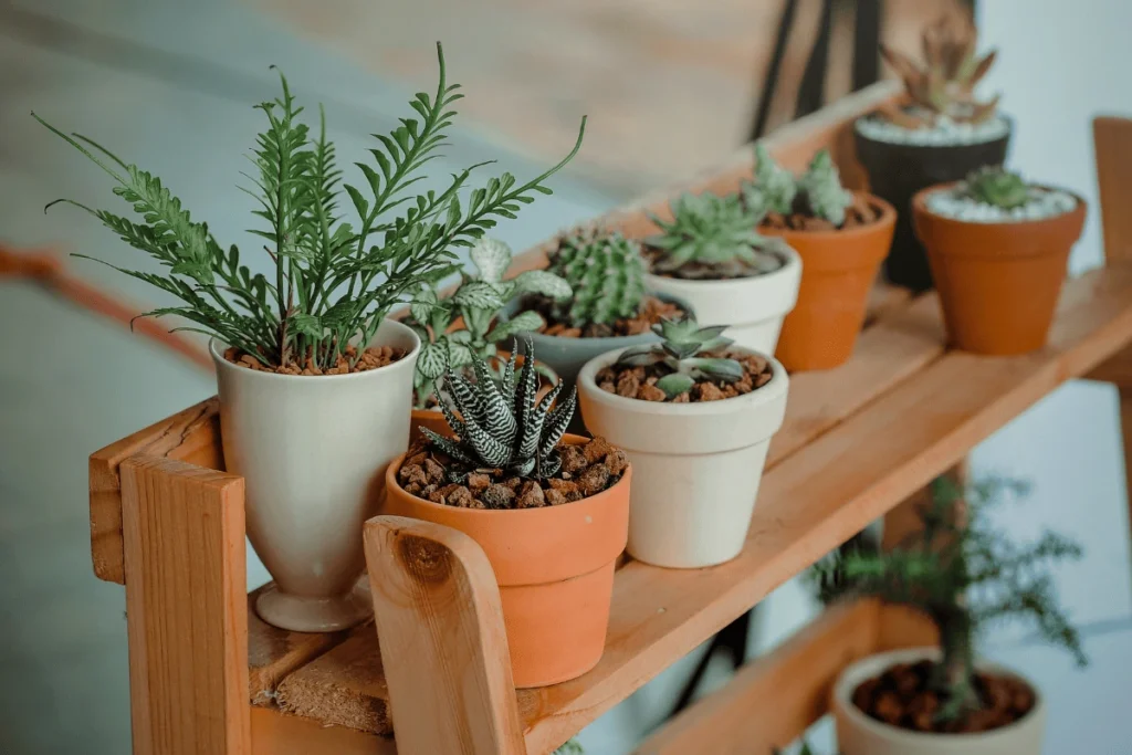 salvar plantas de ambientes internos