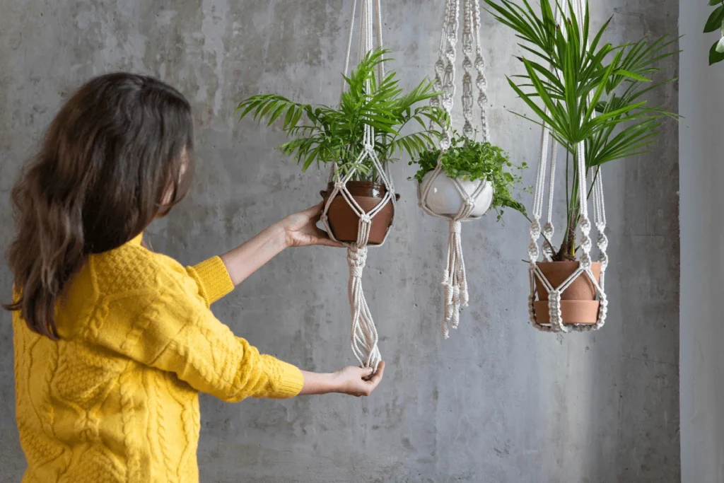 salvar plantas de ambientes internos