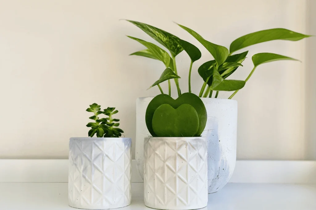 salvar plantas de ambientes internos