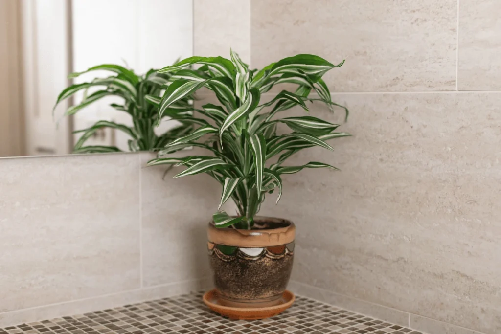 Dracena Reflexa