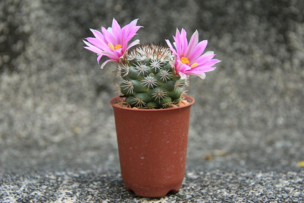 cacto florido