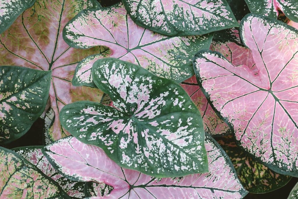 Philodendron Pink Princess