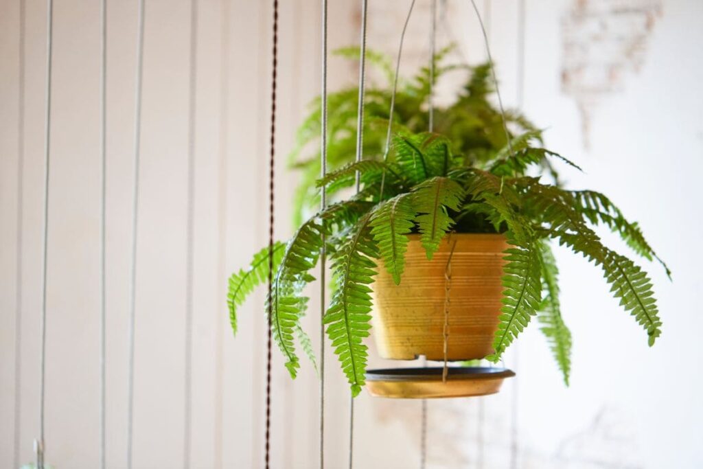 Plantas Que Umidificam o Ar