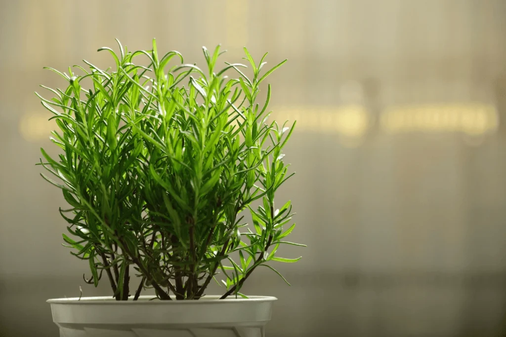 plantas que expulsam formigas naturalmente