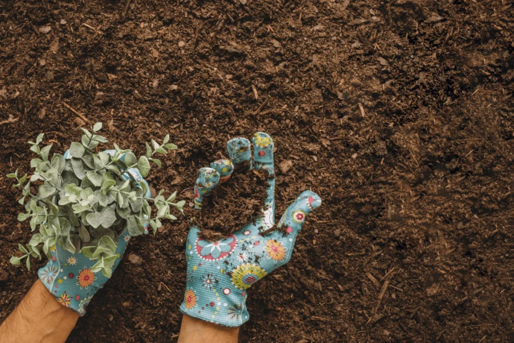 como cuidar de plantas em casa