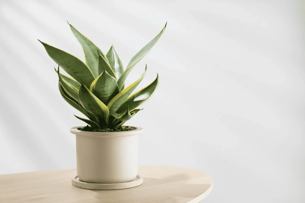 plantas fáceis de cuidar