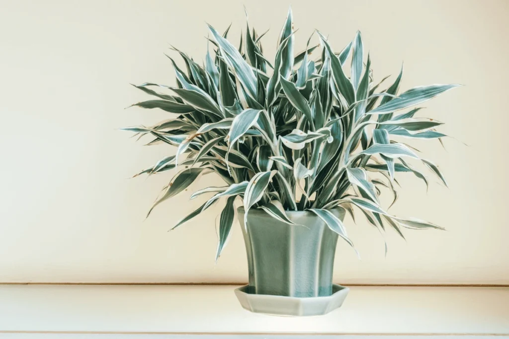 plantas fáceis de cuidar