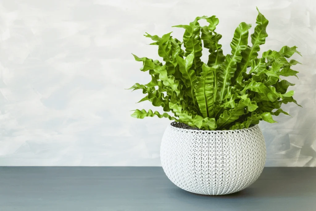 plantas fáceis de cuidar