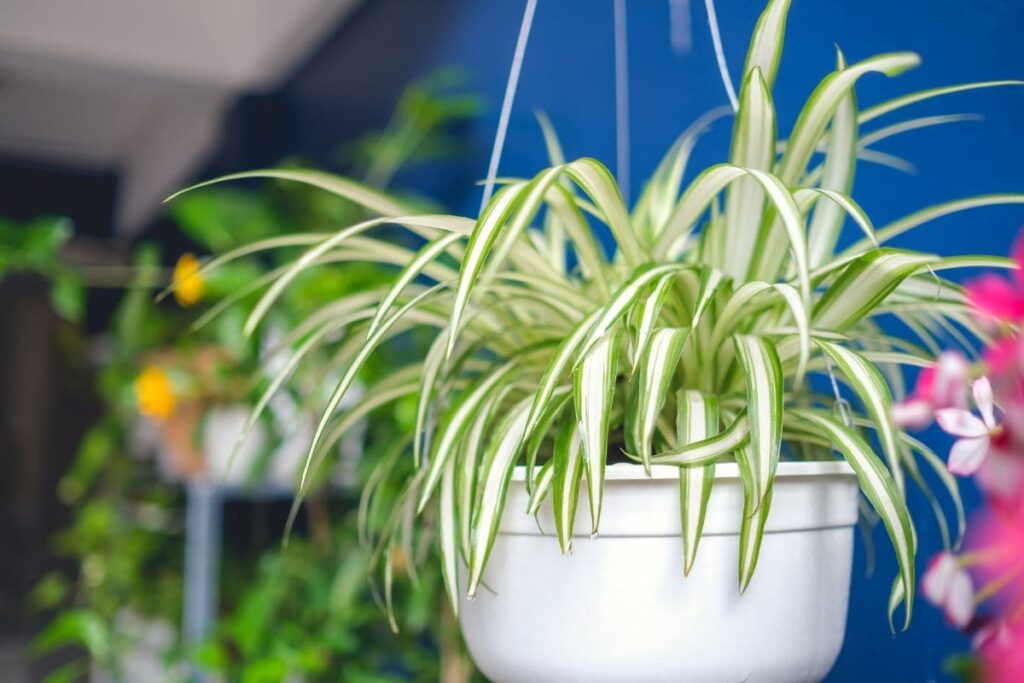 planta para dormir