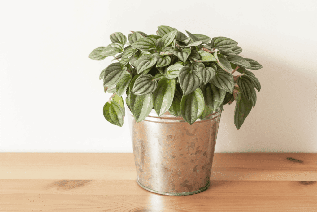 plantas que vivem sem luz