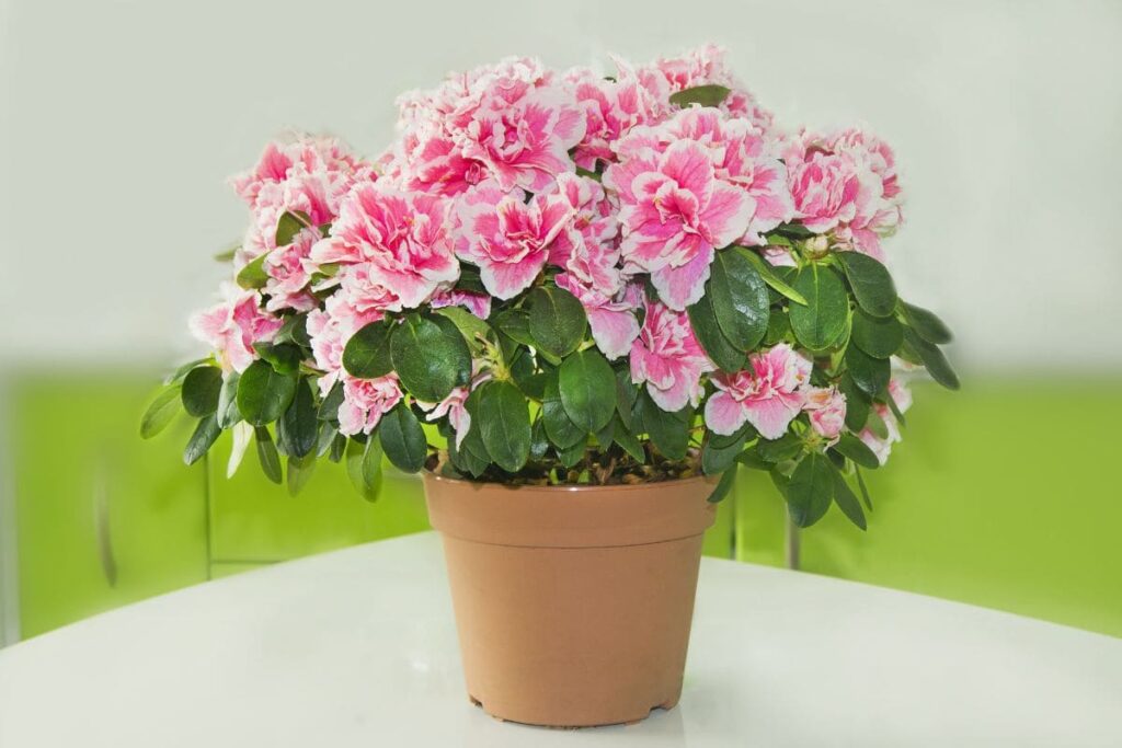 5 plantas que dão trabalho