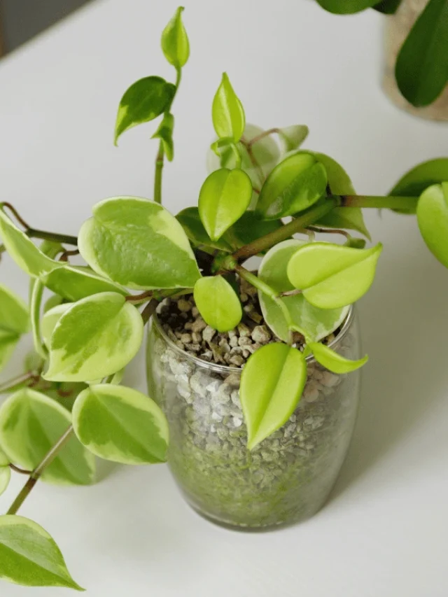 Sem sol? Essa planta quase mágica vai mudar sua casa!