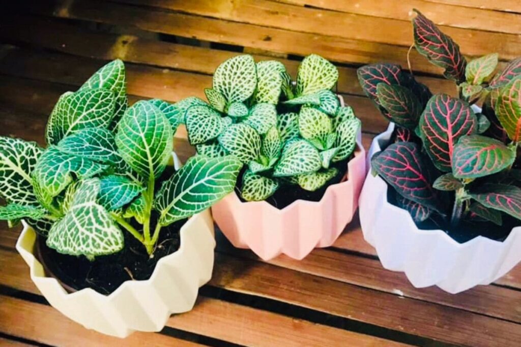 plantas para dentro de casa
