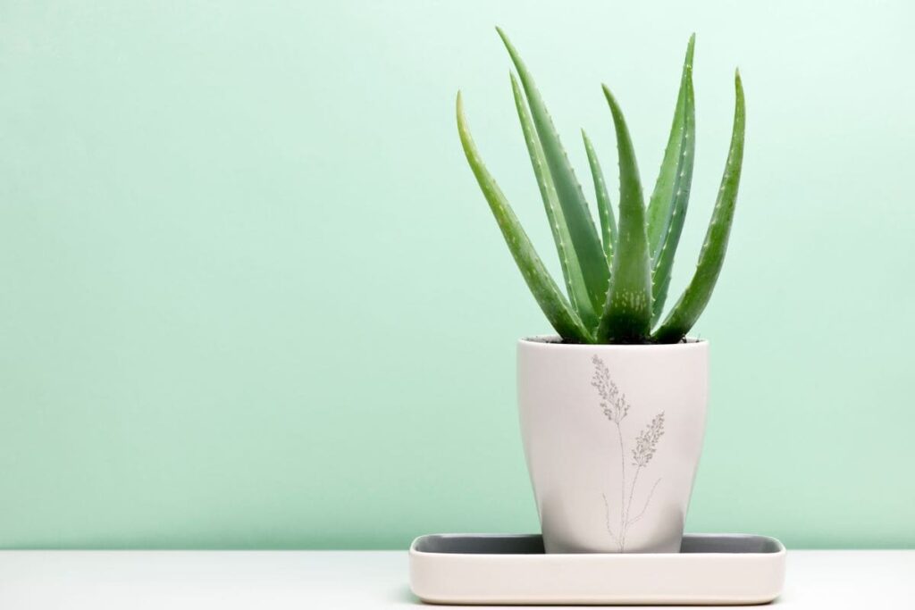planta que purifica o ar e acalma a mente