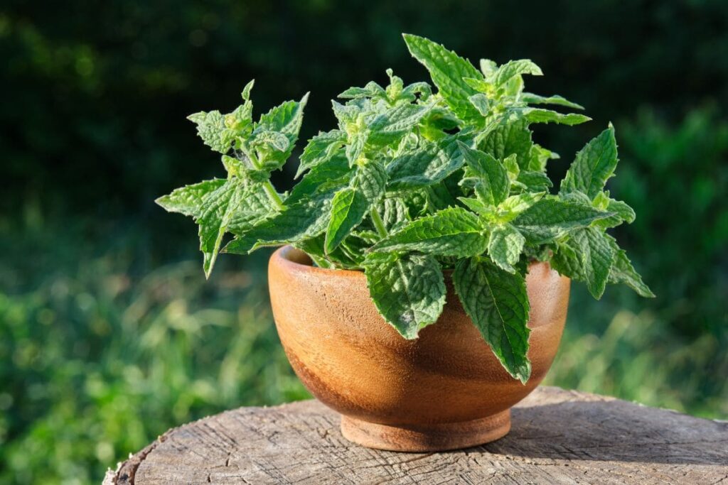 plantas que ajudam a reduzir o estresse