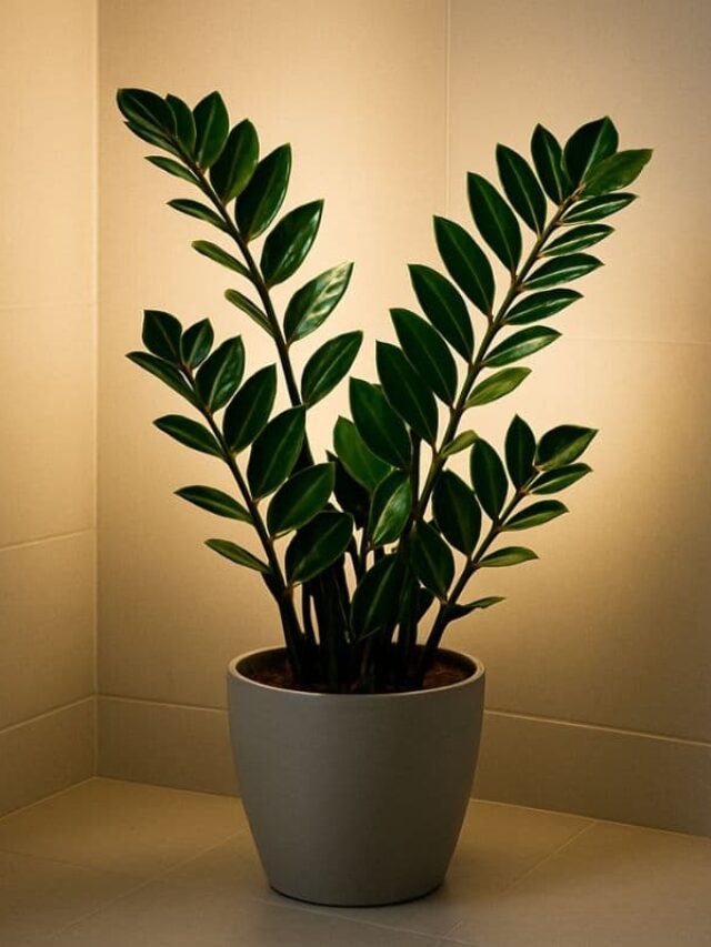 Planta que vive no escuro e ainda purifica o ar? Descubra qual é
