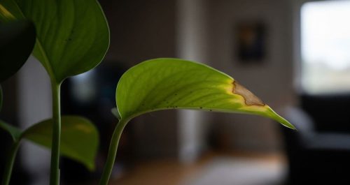 Manchas ou murchas? Suas plantas podem estar com pragas nas plantas sem você saber! Descubra 6 tipos comuns e elimine-os já. Soluções simples para um verde saudável.