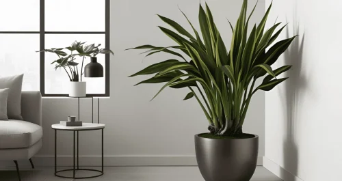 3 dracenas cheias de charme e zero trabalho para cuidar em casa