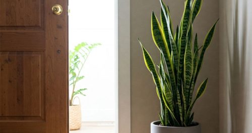 “Espada-de-São-Jorge na entrada da casa: proteção silenciosa e presença energética logo na chegada.”