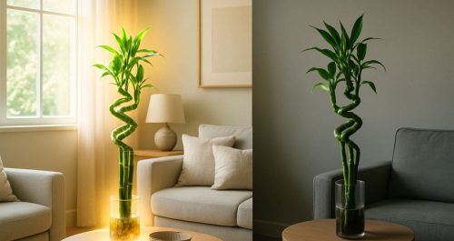 Comparação visual de bambu da sorte em dois ambientes de sala: à esquerda, posicionado próximo à janela com luz natural e aura dourada, atraindo energia positiva; à direita, em canto escuro e sem fluxo, bloqueando as boas energias segundo o Feng Shui.