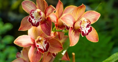 Dia das Mães 2025: As 8 plantas mais desejadas do ano