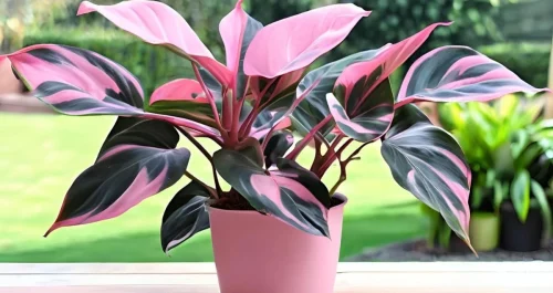 Philodendron Pink Princess: por que todo mundo quer essa planta em 2025?