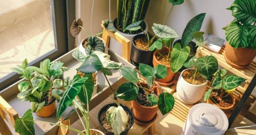 Plantas que umidificam o ar