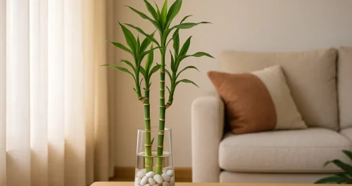 O bambu da sorte no canto sudeste da sala ativa o fluxo da prosperidade segundo o Feng Shui.