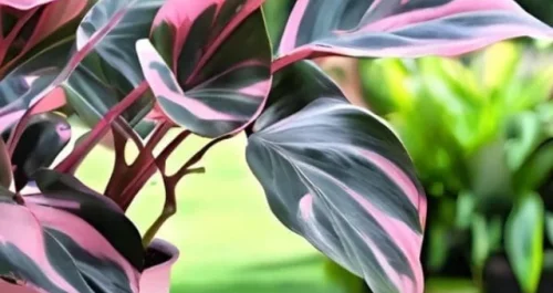 Philodendron Pink Princess: conheça a planta mais desejada