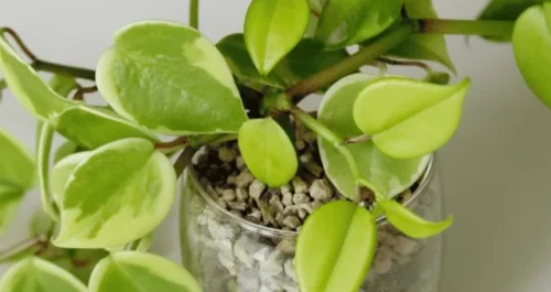 Sem sol? Essa planta quase mágica vai mudar sua casa!