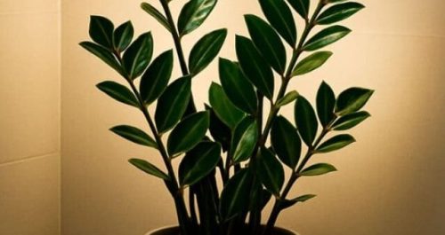 Zamioculca: a planta que resiste no escuro, purifica o ar e ainda decora com elegância.