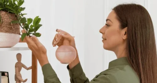 3 plantas lindas que sobrevivem mesmo na correria